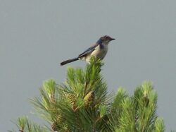 kodak-dx6490-zoom-digital-camera7195