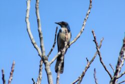 california-scrub-jay-110