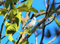 california-scrub-jay-115-3