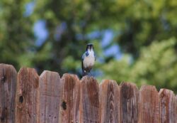 california-scrub-jay-116-2