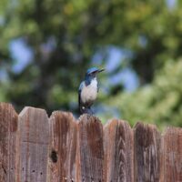 California Scrub Jay 35