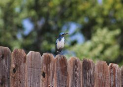 california-scrub-jay-117
