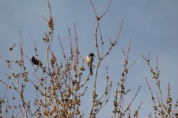 california-scrub-jay-12