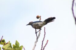california-scrub-jay-123
