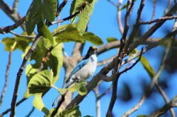 california-scrub-jay-125