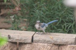 california-scrub-jay-26