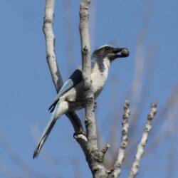 california-scrub-jay-60-4
