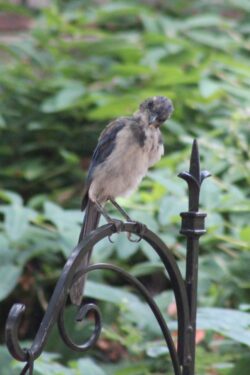 california-scrub-jay-62-3