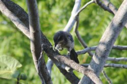 california-scrub-jay-64-3