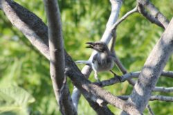 california-scrub-jay-65-3