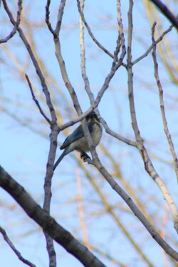 california-scrub-jay-76-4