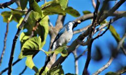 california-scrub-jay-79-4