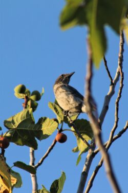 california-scrub-jay-81-3