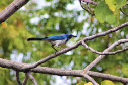 california-scrub-jay-85