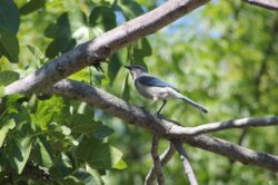 california-scrub-jay-86