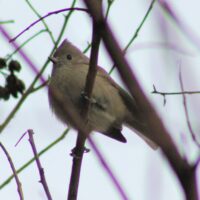 Titmouse