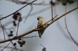 oak-titmouse-104