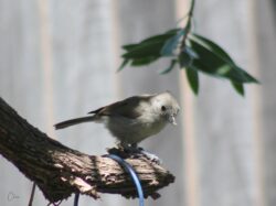 oak-titmouse-13-2