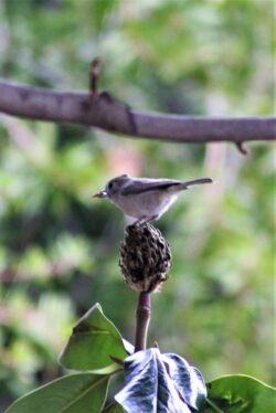 oak-titmouse-133