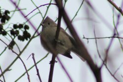oak-titmouse-134