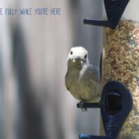 Oak Titmouse