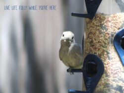 oak-titmouse-19-2