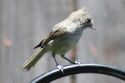 oak-titmouse-200