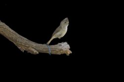 oak-titmouse-33-2