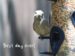 oak-titmouse-35-2