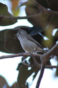 oak-titmouse-39