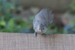 oak-titmouse-59