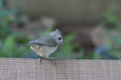 oak-titmouse-61