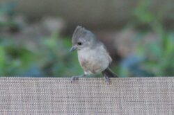 oak-titmouse-63