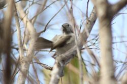 oak-titmouse-67