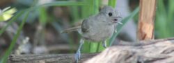 oak-titmouse-e-11-2