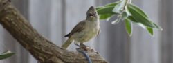 oak-titmouse-e-7-2
