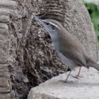 Bewick's Wren