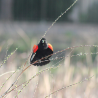 Red winged Blackbird