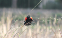 red-winged-blackbird-2-2-2