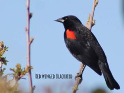 red-winged-blackbird-2-3