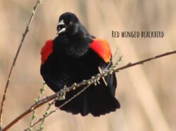 red-winged-blackbird-4