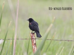 red-winged-blackbird-3-2