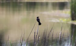 red-winged-blackbird-5-2