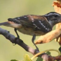 Black headed Grosbeak