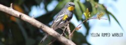 yellow-rumped-warbler-3-2