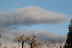 sky-and-tree-3-2