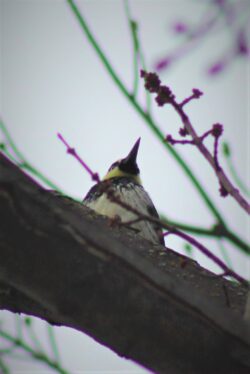 acorn-woodpecker-2-3