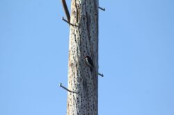 acorn-woodpecker-27-3