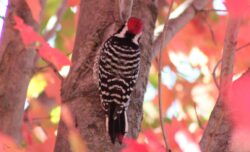 bird-woodpecker-1-123-3-3