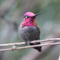 Anna’s Hummingbird